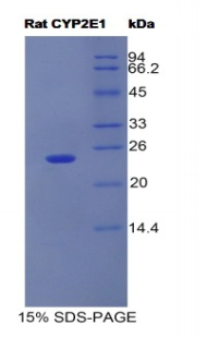 细胞色素P450家族成员2E1(CYP2E1)重组蛋白,Recombinant Cytochrome P450 2E1 (CYP2E1)