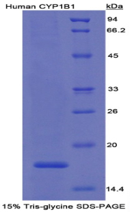 细胞色素P450家族成员1B1(CYP1B1)重组蛋白,Recombinant Cytochrome P450 1B1 (CYP1B1)