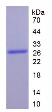 細(xì)胞色素P450家族成員1A1(CYP1A1)重組蛋白,Recombinant Cytochrome P450 1A1 (CYP1A1)