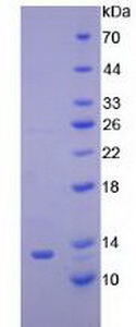 细胞色素C(CYCS)重组蛋白,Recombinant Cytochrome C (CYCS)