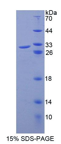 细胞分裂周期因子23(CDC23)重组蛋白,Recombinant Cell Division Cycle Protein 23 (CDC23)