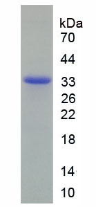 无翅型MMTV整合位点家族成员7B(WNT7B)重组蛋白,Recombinant Wingless Type MMTV Integration Site Family, Member 7B (WNT7B)