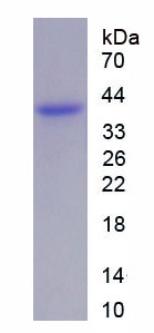 无翅型MMTV整合位点家族成员5A(WNT5A)重组蛋白,Recombinant Wingless Type MMTV Integration Site Family, Member 5A (WNT5A)