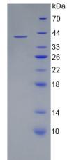 无翅型MMTV整合位点家族成员3A(WNT3A)重组蛋白,Recombinant Wingless Type MMTV Integration Site Family, Member 3A (WNT3A)