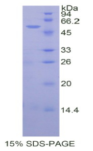 無翅型MMTV整合位點家族成員10A(WNT10A)重組蛋白,Recombinant Wingless Type MMTV Integration Site Family, Member 10A (WNT10A)