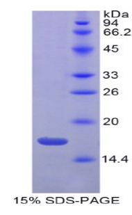 胃动蛋白3(GKN3)重组蛋白,Recombinant Gastrokine 3 (GKN3)