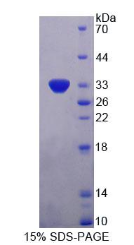 圍脂滴蛋白4(PLIN4)重組蛋白,Recombinant Perilipin 4 (PLIN4)