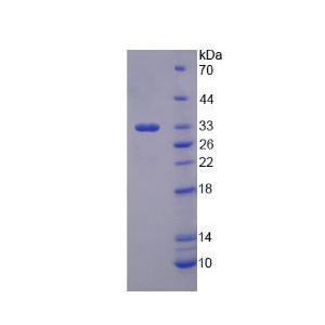 细胞色素P450家族成员1A2(CYP1A2)重组蛋白