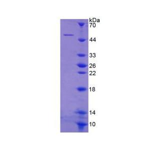 細(xì)胞附著蛋白1(CYTH1)重組蛋白