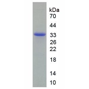 无翅型MMTV整合位点家族成员7B(WNT7B)重组蛋白