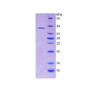 无翅型MMTV整合位点家族成员2(WNT2)重组蛋白,Recombinant Wingless Type MMTV Integration Site Family, Member 2 (WNT2)