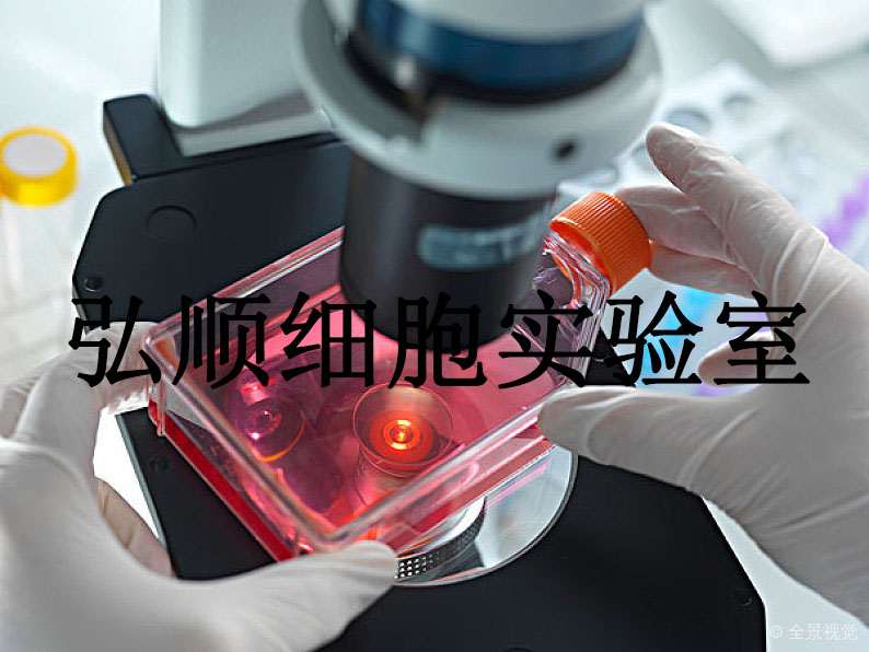 CHL Cells|中国仓鼠肺贴壁细胞,CHL Cells