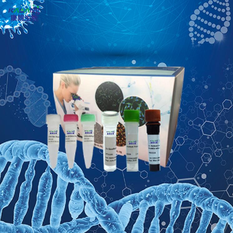 人参源性成分PCR检测试剂盒
