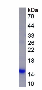 微粒体谷胱甘肽S转移酶1(MGST1)重组蛋白,Recombinant Microsomal Glutathione S Transferase 1 (MGST1)