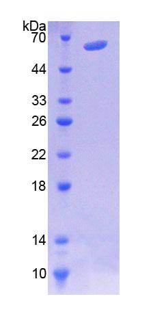 微管关联蛋白4(MAP4)重组蛋白,Recombinant Microtubule Associated Protein 4 (MAP4)