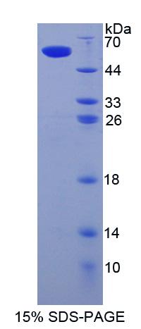 唾液酸结合Ig样凝集素8(SIGLEC8)重组蛋白,Recombinant Sialic Acid Binding Ig Like Lectin 8 (SIGLEC8)