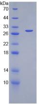 凸素1(PROM1)重組蛋白,Recombinant Prominin 1 (PROM1)