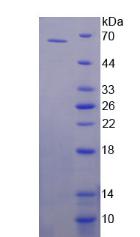 特异性蛋白1(Sp1)重组蛋白,Recombinant Specificity Protein 1 (Sp1)