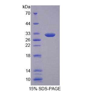 微纤丝关联蛋白4(MFAP4)重组蛋白