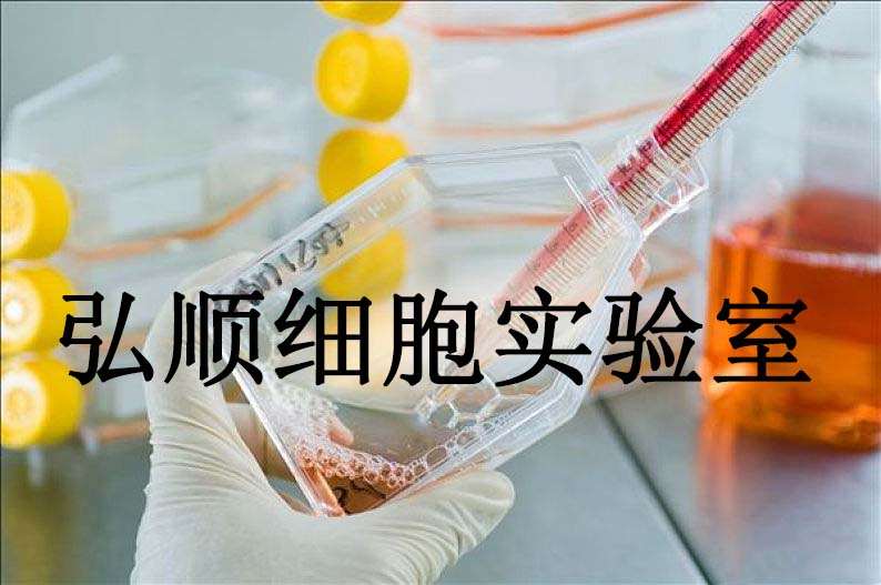 WRL 68 Cells|人正常肝贴壁细胞,WRL 68 Cells