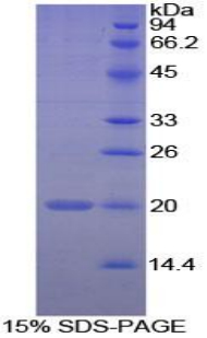 肽基脯氨酰异构酶F(PPIF)重组蛋白,Recombinant Peptidylprolyl Isomerase F (PPIF)