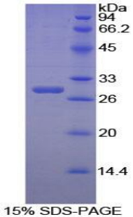 肽基脯氨酰异构酶E(PPIE)重组蛋白,Recombinant Peptidylprolyl Isomerase E (PPIE)