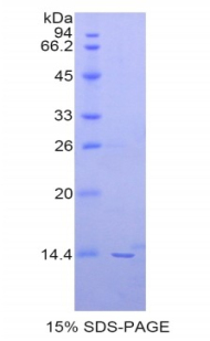 肽基脯氨酰顺反式异构酶NIMA相互作用蛋白4(PIN4)重组蛋白,Recombinant Peptidyl Prolyl Cis/Trans Isomerase NIMA Interacting Protein 4 (PIN4)