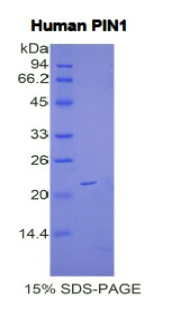 肽基脯氨酰順反式異構(gòu)酶NIMA相互作用蛋白1(PIN1)重組蛋白,Recombinant Peptidyl Prolyl Cis/Trans Isomerase NIMA Interacting Protein 1 (PIN1)