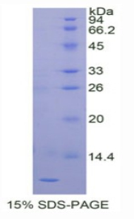 胎盘特异性蛋白9(PLAC9)重组蛋白,Recombinant Placenta Specific Protein 9 (PLAC9)