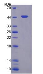 羧肽酶A4(CPA4)重組蛋白,Recombinant Carboxypeptidase A4 (CPA4)