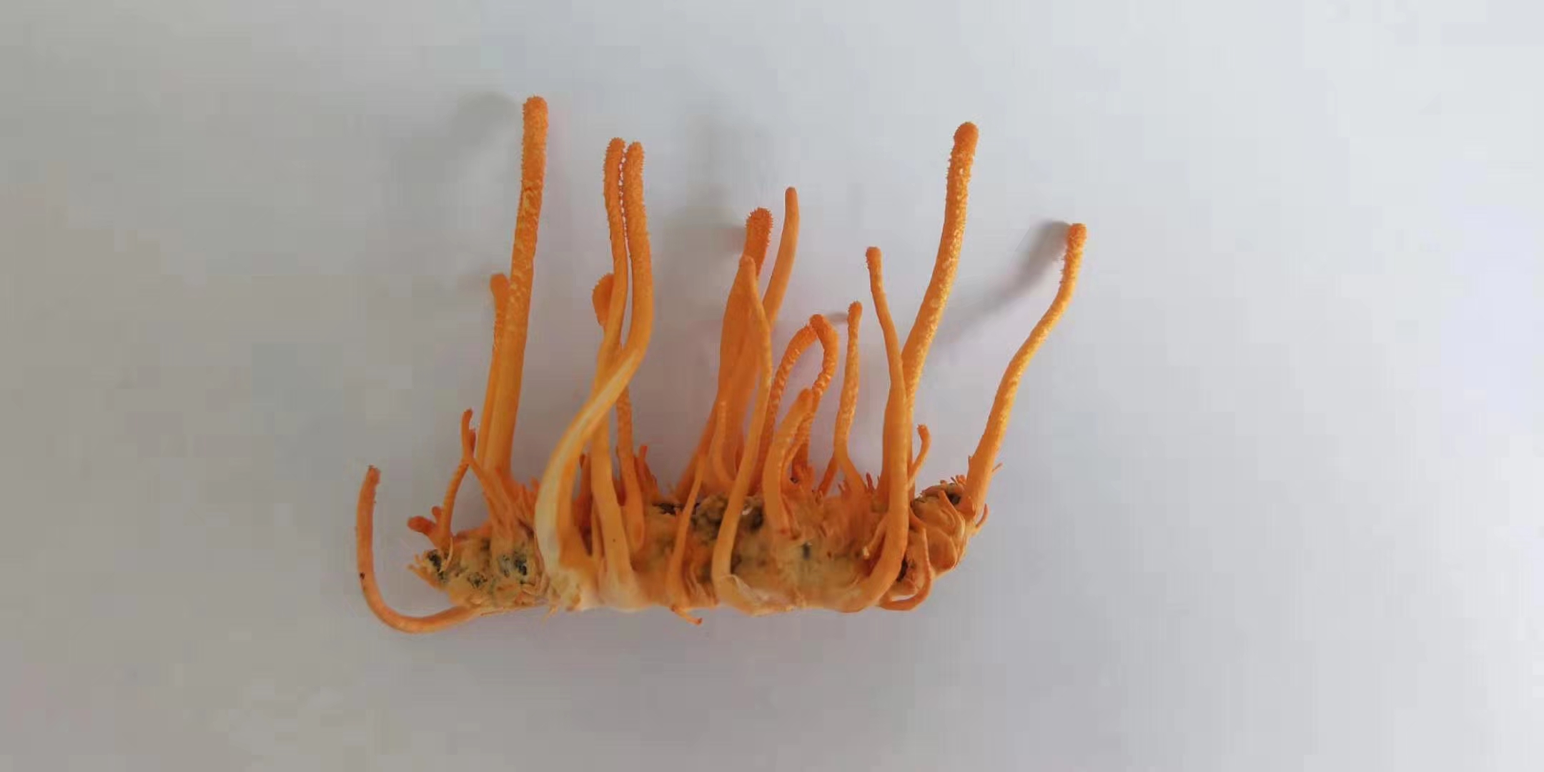 虫草提取物,Cordyceps Extract