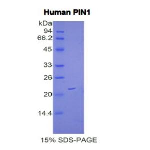 肽基脯氨酰順反式異構(gòu)酶NIMA相互作用蛋白1(PIN1)重組蛋白,Recombinant Peptidyl Prolyl Cis/Trans Isomerase NIMA Interacting Protein 1 (PIN1)