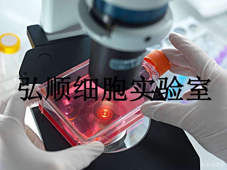 KM933 Cells|EB病毒转化的人B淋巴悬浮细胞,KM933 Cells