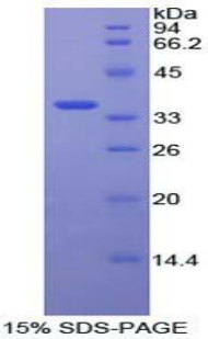 絲裂原激活蛋白激酶激酶7(MAP2K7)重組蛋白,Recombinant Mitogen Activated Protein Kinase Kinase 7 (MAP2K7)