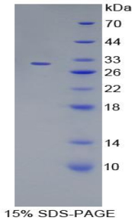 丝裂原激活蛋白激酶7(MAPK7)重组蛋白,Recombinant Mitogen Activated Protein Kinase 7 (MAPK7)