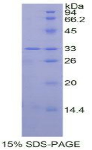 丝裂原激活蛋白激酶14(MAPK14)重组蛋白,Recombinant Mitogen Activated Protein Kinase 14 (MAPK14)