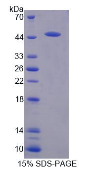 丝裂原激活蛋白激酶13(MAPK13)重组蛋白,Recombinant Mitogen Activated Protein Kinase 13 (MAPK13)