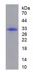 丝裂原激活蛋白激酶12(MAPK12)重组蛋白,Recombinant Mitogen Activated Protein Kinase 12 (MAPK12)