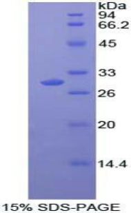 丝裂原激活蛋白激酶11(MAPK11)重组蛋白,Recombinant Mitogen Activated Protein Kinase 11 (MAPK11)