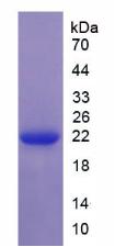 丝甘蛋白聚糖(SRGN)重组蛋白,Recombinant Serglycin (SRGN)