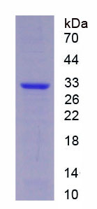 丝氨酸蛋白酶33(PRSS33)重组蛋白,Recombinant Protease, Serine 33 (PRSS33)