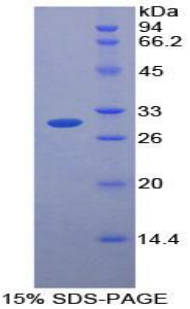 丝氨酸蛋白酶12(PRSS12)重组蛋白,Recombinant Protease, Serine 12 (PRSS12)