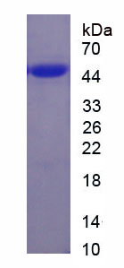 水通道蛋白3(AQP3)重组蛋白,Recombinant Aquaporin 3, Gill Blood Group (AQP3)