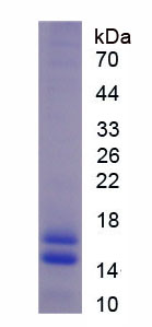 衰老关键蛋白5(FBLN5)重组蛋白,Recombinant Fibulin 5 (FBLN5)