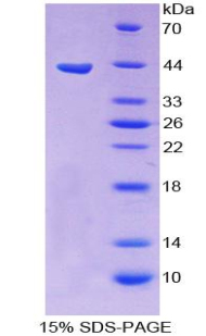 食欲素A(OXA)重组蛋白,Recombinant Orexin A (OXA)