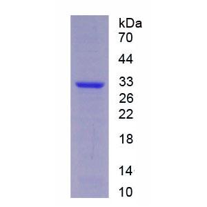 丝氨酸蛋白酶33(PRSS33)重组蛋白