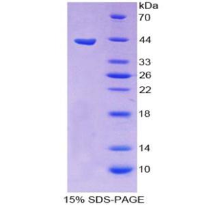 食欲素A(OXA)重组蛋白,Recombinant Orexin A (OXA)