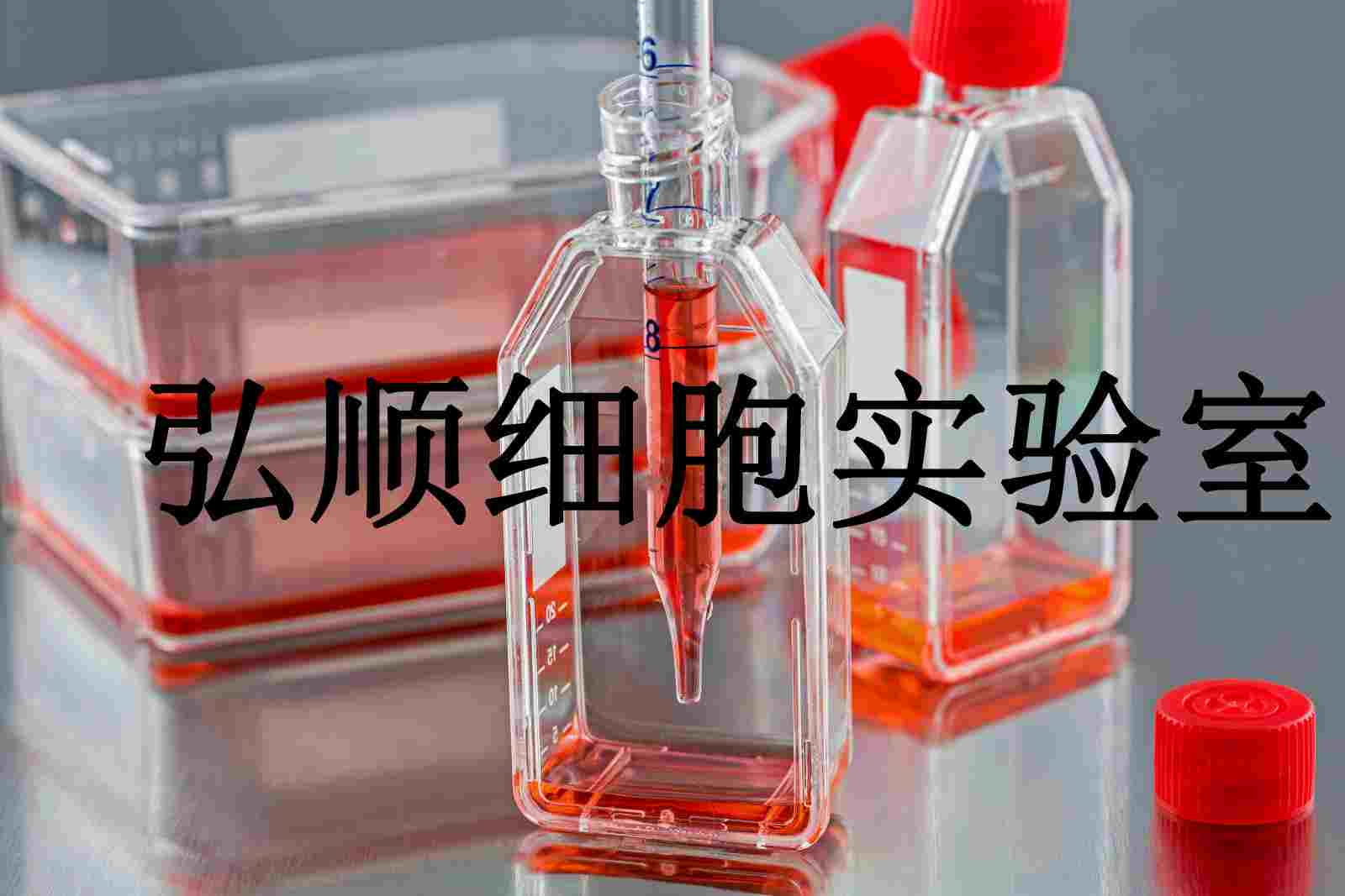 Hca-F Cells|小鼠肝癌貼壁細(xì)胞,Hca-F Cells