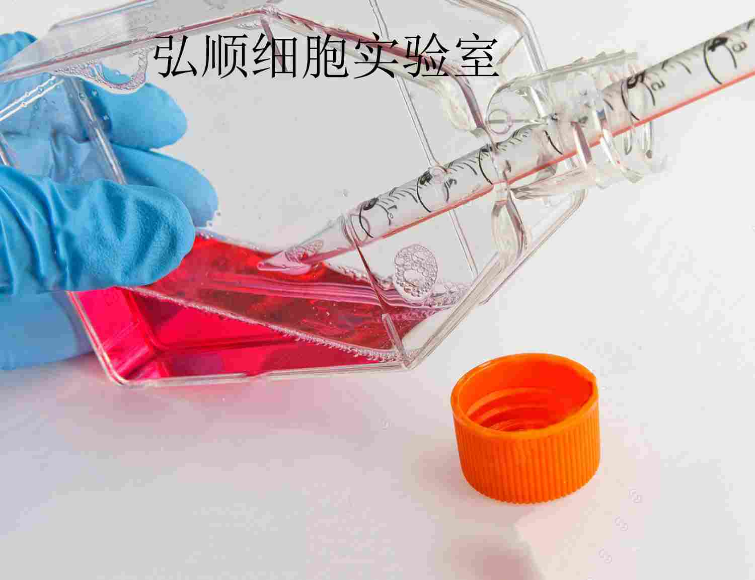 Z310 Cells|大鼠脈絡(luò)從上皮貼壁細(xì)胞,Z310 Cells