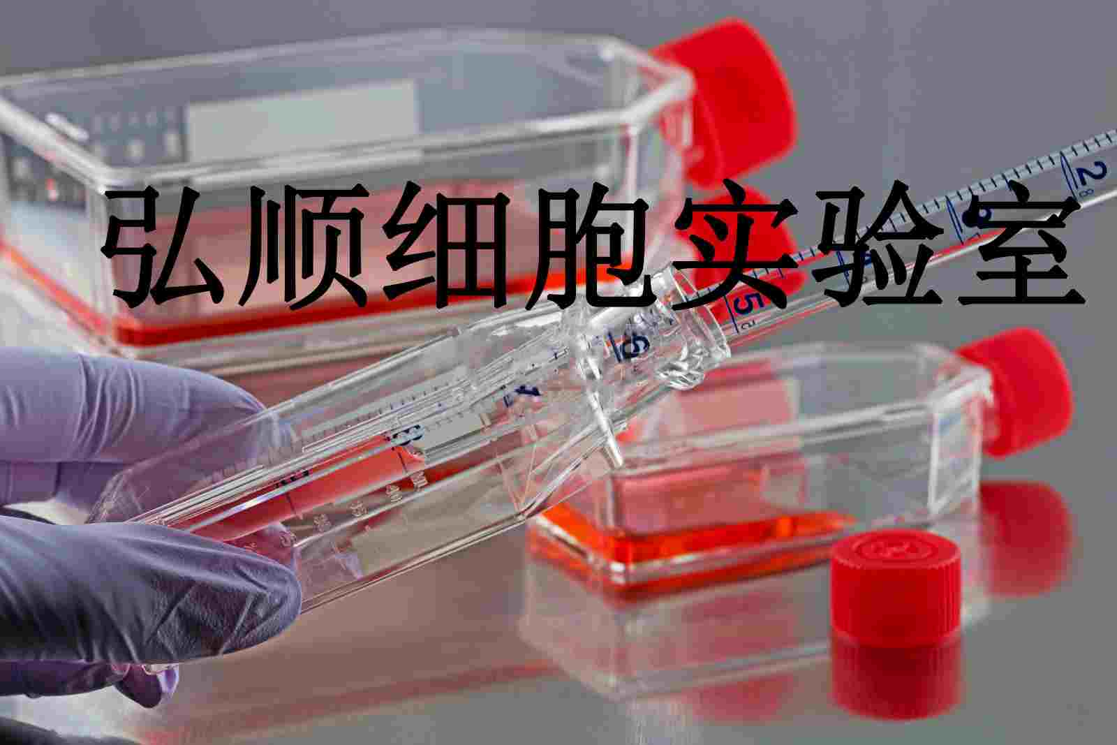 MRMT-1 Cells|大鼠乳腺癌贴壁细胞,MRMT-1 Cells